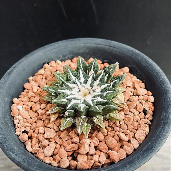 サボテン：アリオカルプス 黒牡丹*幅4.5cm 現品 一品限り : 遊恵盆栽