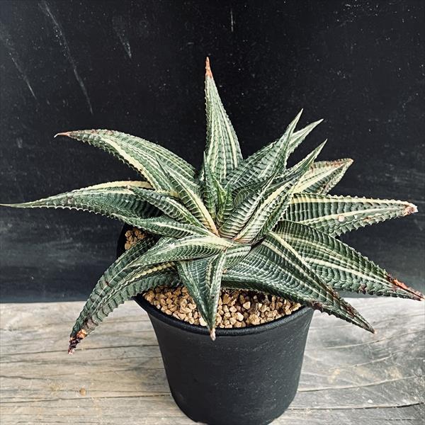 多肉植物：ハオルチア 瑠璃殿錦*幅17cm 現品！一品限り : 遊恵盆栽