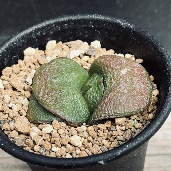 多肉植物：ガステリア 西村臥牛*S 幅4cm : 遊恵盆栽 Yahoo!店 - 通販