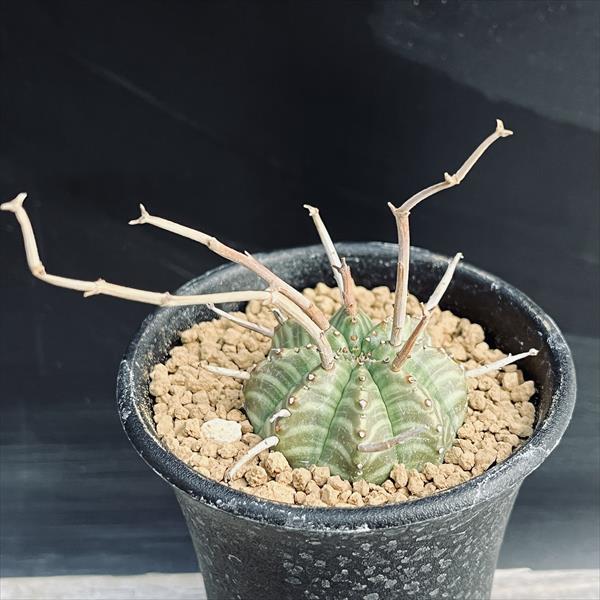 コーデックス：ユーフォルビア バリダ ゼブラ個体*幅4cm 現品！一品