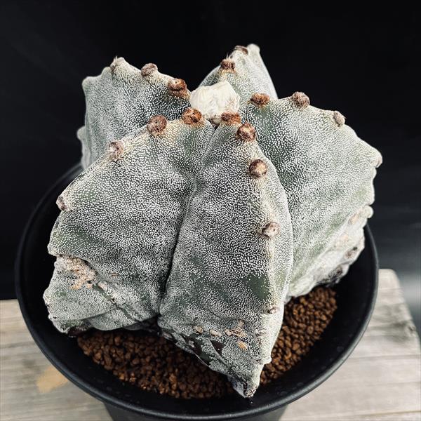 サボテン：アストロフィツム 鸞鳳玉 実生*幅13cm 現品！一品限り