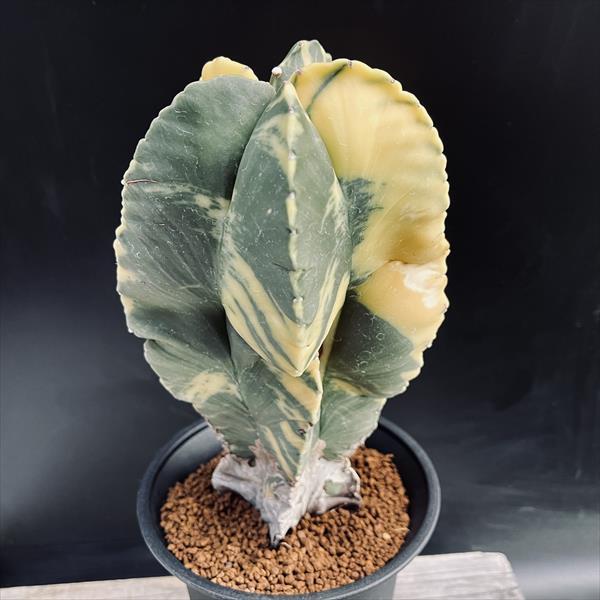 専用ページ 複隆碧瑠璃鸞鳳玉錦 ランポー錦の変異種 抜き苗 専用ページ 複隆碧瑠璃鸞鳳玉錦 ランポー錦の変異種 抜き苗 専用