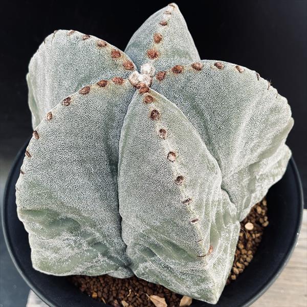 サボテン：アストロフィツム 鸞鳳玉 実生*幅17cm 現品！一品限り