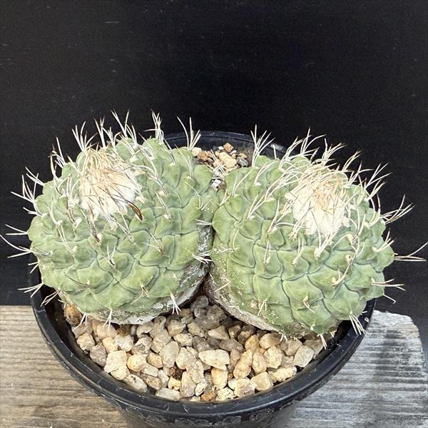 サボテン：ストロンボカクタス 菊水*幅4.5cm 現品！一品限り