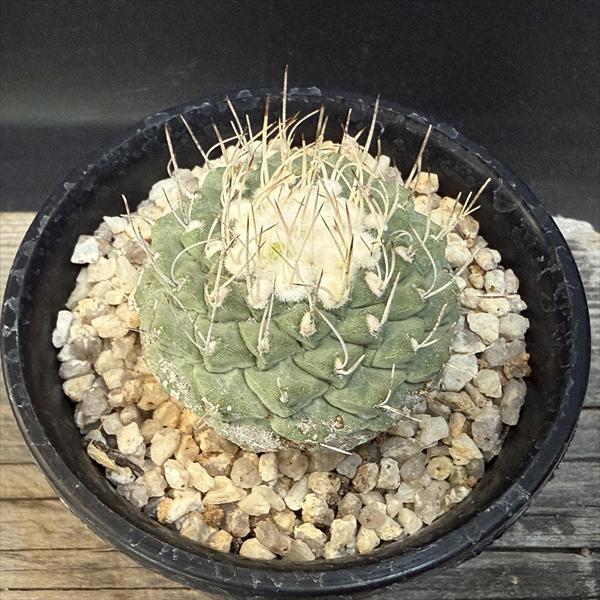 ストロンボ　カクタス　菊水　超扁平株 ストロンボ カクタス 菊水 超扁平株 ストロンボカクタス 菊水