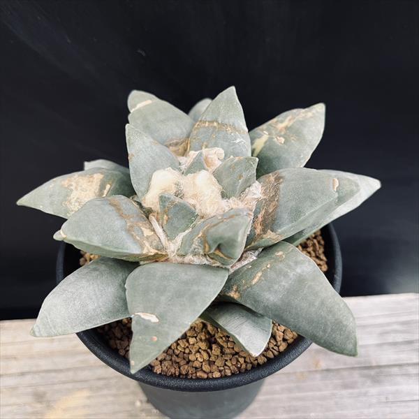 希少　アリオカルプス　連玉ゴ　国内繁殖栽培苗　実生　鉢ごと発送 希少 アリオカルプス 連玉ゴ 国内繁殖栽培苗 実 鉢ごと