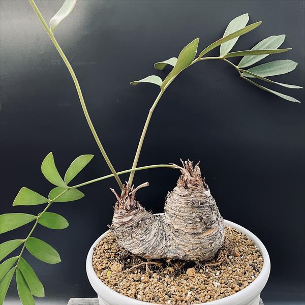 多肉植物：メキシコソテツ ザミア ダブルヘッド*塊根幅18cm 現品