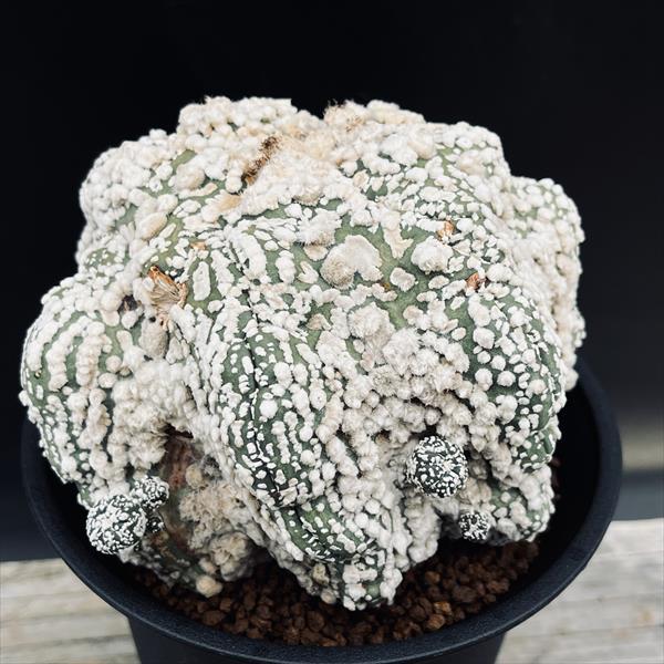 サボテン：アストロフィツム 花園兜丸 ツギ*幅12cm 現品！一品