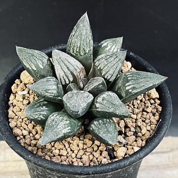 多肉植物：ハオルチア 黒縞デケナヒー*幅6.5cm : 遊恵盆栽 Yahoo!店