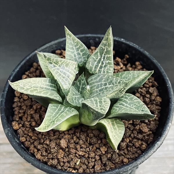 多肉植物：ハオルチア コンプトニアナ*幅7cm : 遊恵盆栽 Yahoo!店