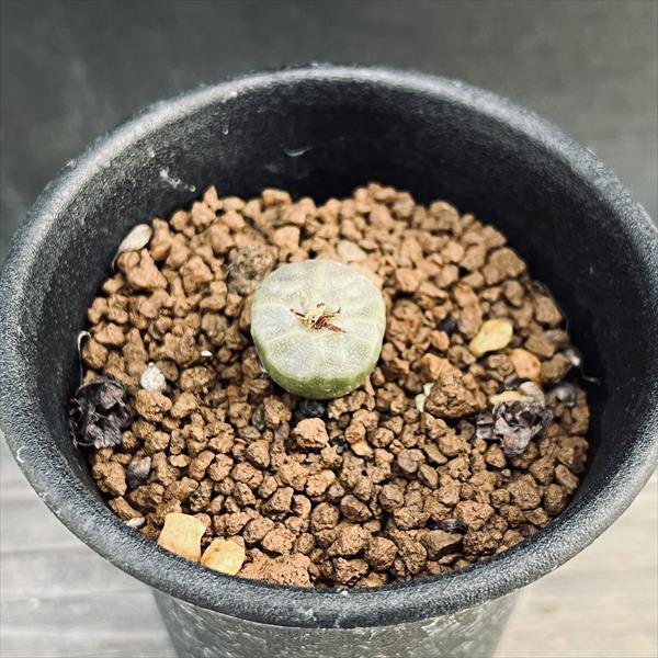 tetragonum DT7778 コノフィツム　テトラゴナム デンドロビューム テトラゴナム Dendrobium tetragonum | nakato-orchids その他多肉植物