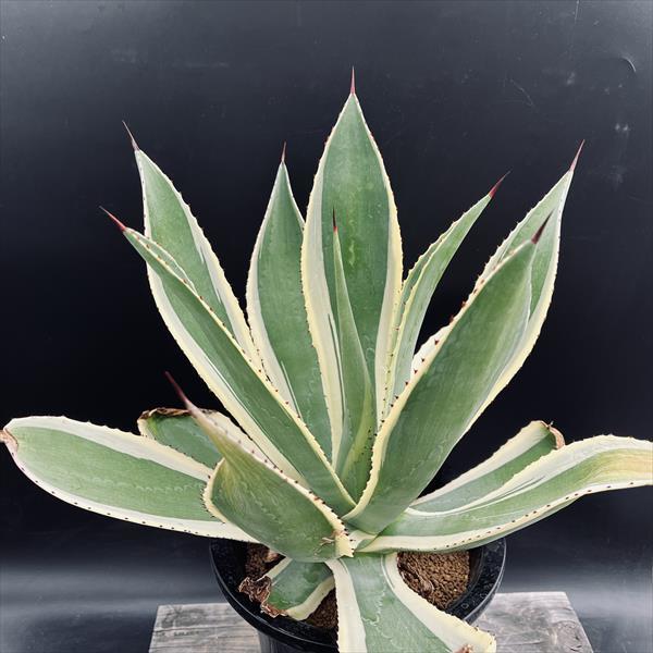 多肉植物：アガベ セルシー錦*幅34cm 現品！一品限り : 遊恵盆栽