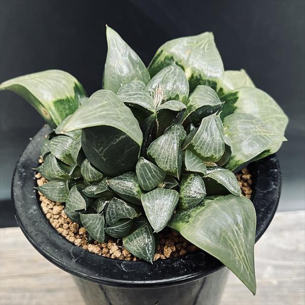 多肉植物：ハオルチア コンプトニアナ*幅13cm 現品！一品限り : 遊恵