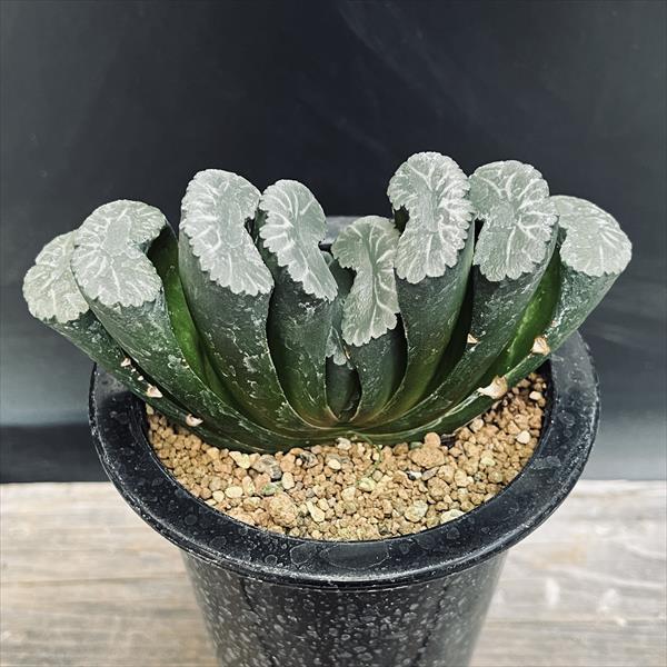 多肉植物：ハオルチア 大型丸葉玉扇*幅13cm 現品！一品限り : 遊恵