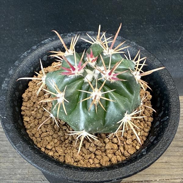 サボテン　フェロカクタス サボテン #フェロカクタス #鯱頭 花が咲いているけど交配は休み