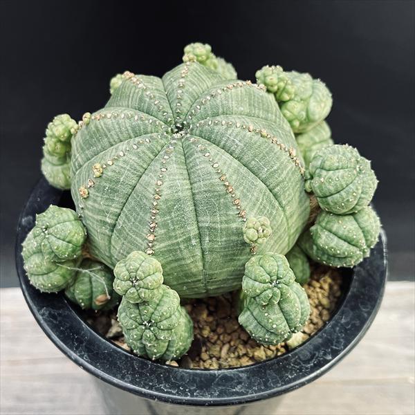☆特価☆多肉植物：ユーフォルビア 子吹きシンメトリカ*幅10.5cm