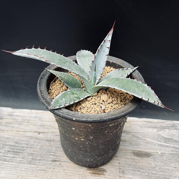 アガベ　パルメリー大株 多肉植物：アガベ パルメリー 陶器鉢*幅14cm 現品！一品限り : 遊恵