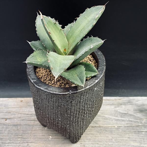 多肉植物：アガベ オテロイ 陶器鉢*幅9.5cm 現品！一品限り : 遊恵