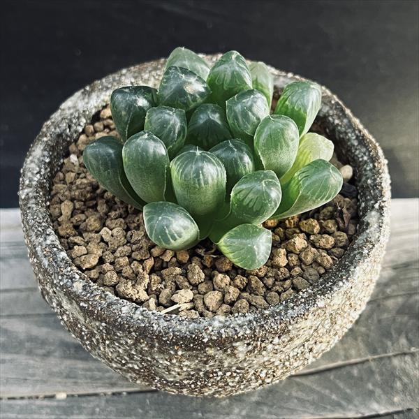 多肉植物: ハオルチア オブツーサ 信楽焼陶器鉢 *和 サボテン : 遊恵
