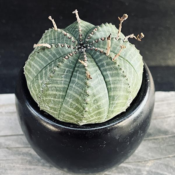 多肉植物：ユーフォルビア バリダ 陶器鉢 *和 サボテン : 遊恵