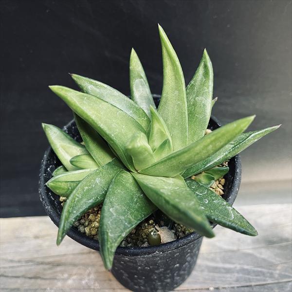 多肉植物：ハオルチア スターキアナ 風車*幅9.5cm 現品！一品限り