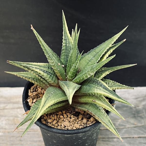 多肉植物：ハオルチア 瑠璃殿錦*幅10cm 現品！一品限り : 遊恵盆栽