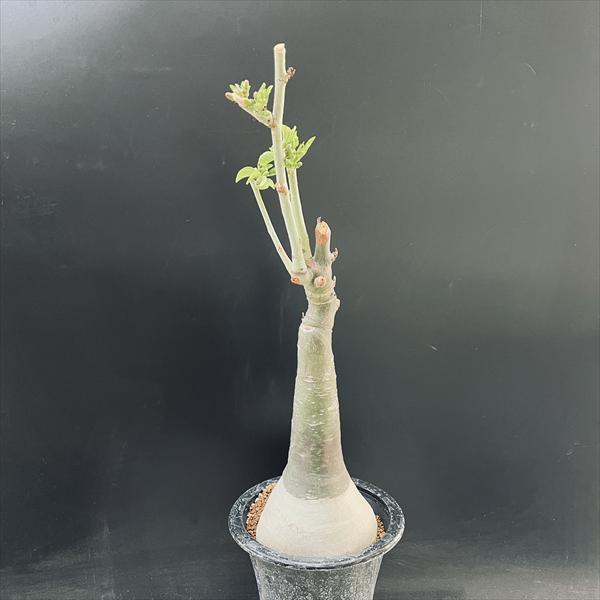 コーデックス：アデニア グラウカ*塊根幅10cm 現品！一品限り