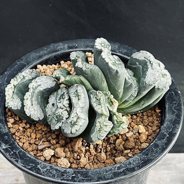 多肉植物：ハオルチア 玉扇*幅9.5cm 現品！一品限り : 遊恵盆栽