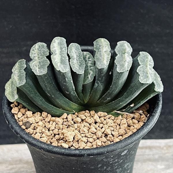 39d ハオルチア　多肉植物　広重玉扇錦　自家繁殖 39d ハオルチア 多肉植物 広重玉扇錦 自家繁殖 ザ・ファーム