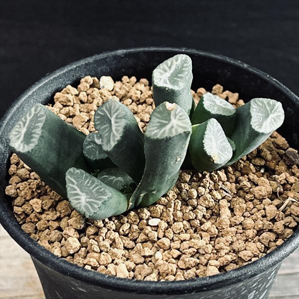 多肉植物：ハオルチア 万象*幅4.5cm 現品！一品限り : 遊恵盆栽