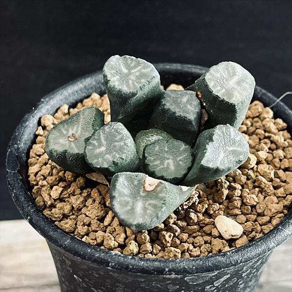 多肉植物：ハオルチア 万象*幅4.5cm 現品！一品限り : 遊恵盆栽