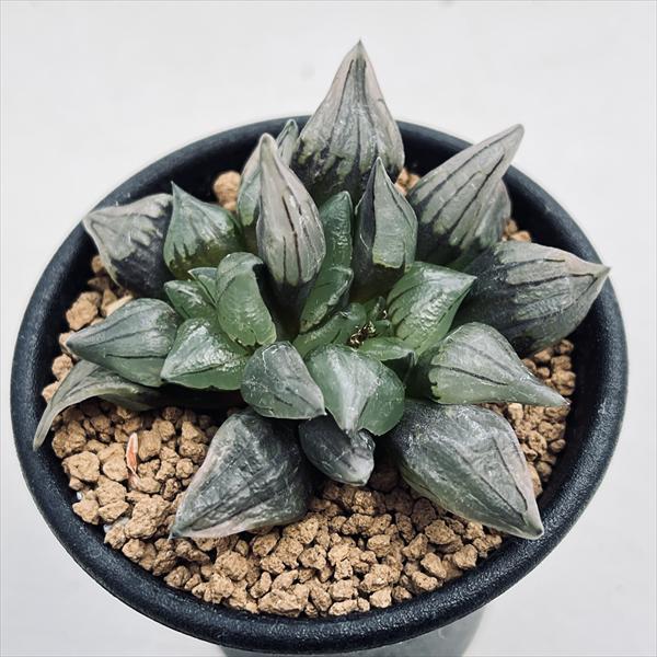 ☆特価☆多肉植物：ハオルチア アトロフスカ ミュータント*幅7cm