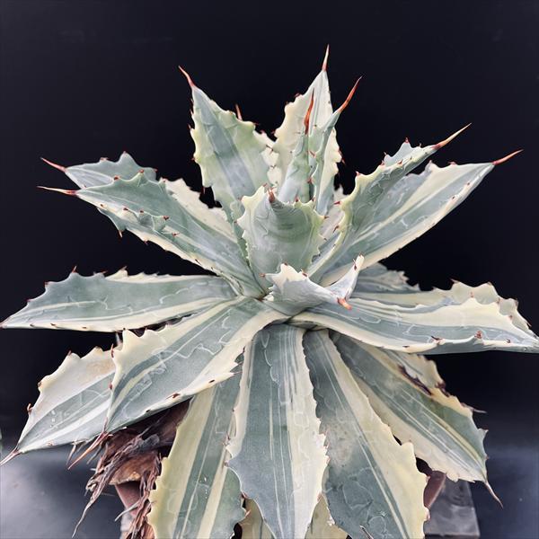 多肉植物：アガベ 怒雷神錦 ベルシャフェルティ 縞斑*幅40cm 現品