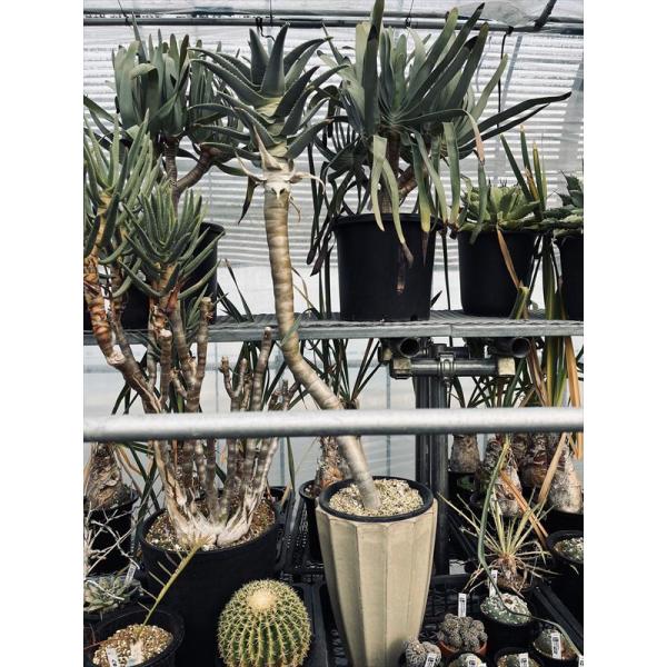 多肉植物：アロエ ピランシー*幅30cm 現品！一品限り ☆店頭にてお