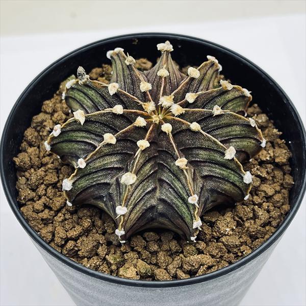 サボテン：ギムノカリキウム 牡丹玉 LB2178 実生*幅5.5cm : 遊恵盆栽