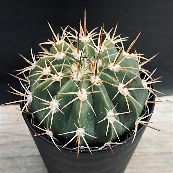 サボテン：メロカクタス クルビスピヌス カエシウス 実生*幅