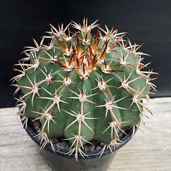 サボテン：メロカクタス コノイデス 実生*幅8.5cm : 遊恵盆栽 Yahoo