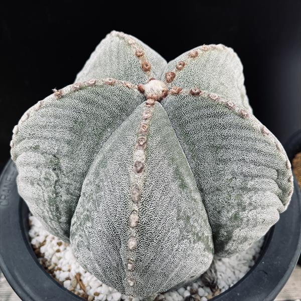 【木質化激渋株】山川大助骨ストロンギゴーナム ヘキラン ランポー　碧鸞鳳 鸞鳳 木質化激渋株】山川大助骨ストロンギゴーナム ヘキラン ランポー