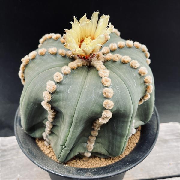 サボテン：アストロフィツム 瑠璃兜丸 ツギ*幅16cm 現品！一品限り