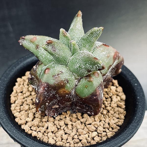 サボテン　大鳳玉モンスト　奇巌大鳳玉　台木根　鉢ごと発送 楽天市場】サボテン：鸞鳳玉（らんぽうぎょく）モンスト*幅6cm