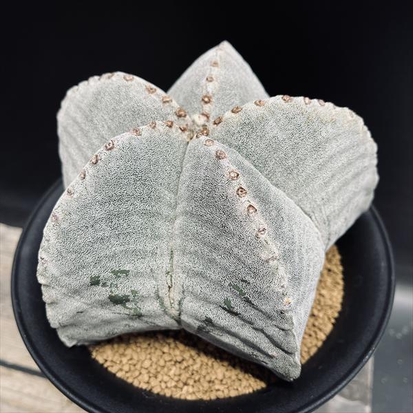 【木質化激渋株】山川大助骨ストロンギゴーナム ヘキラン ランポー　碧鸞鳳 鸞鳳 木質化激渋株】山川大助骨ストロンギゴーナム ヘキラン ランポー