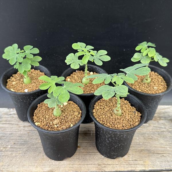 ☆特価☆コーデックス：アデニア グラウカ 5個セット*塊根幅1cm