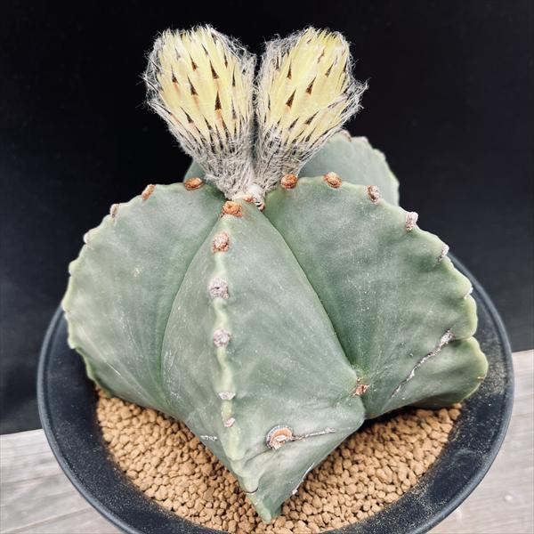 幸運をもたらす美しい植物、アダムの肋骨 サボテン：アストロフィツム 肋骨碧瑠璃鸞鳳玉 実生*幅13cm 現品