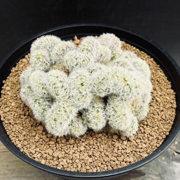 サボテン：マミラリア カルメナエ 綴化 自根*幅9.5cm 現品！一品
