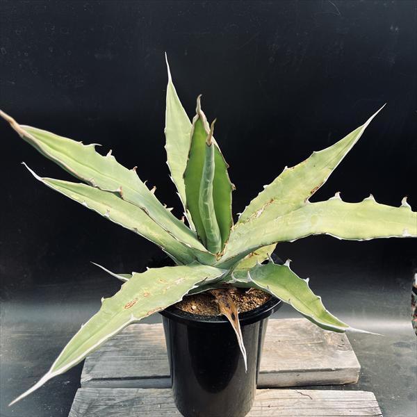 ☆特価☆多肉植物：アガベSP.*幅52cm 現品！一品限り : 遊恵盆栽
