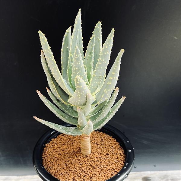 多肉植物：アロインドロン（アロエ） ピランシー 国内実生*幅11cm