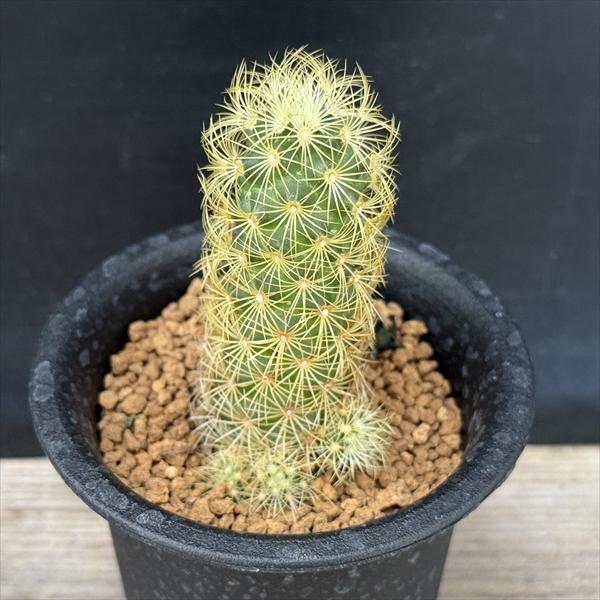 【手渡し限定】黄金丸（こがねまる）② 「マミラリア属」　栽培45年生　多肉植物 サボテン：マミラリア 黄金丸（こがねまる） 実生*幅3cm