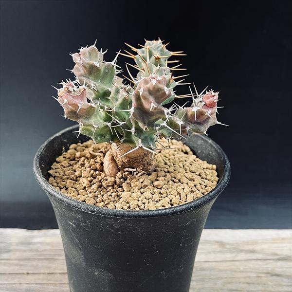 コーデックス：ユーフォルビア トルチラマ*葉幅6.5cm 現品