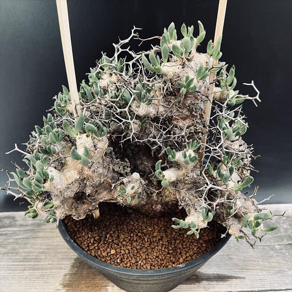 Ramat Planter #291× チレコドン レティキュラータス 万物想 コーデックス：チレコドン レティキュラーツス 万物想*幅23cm