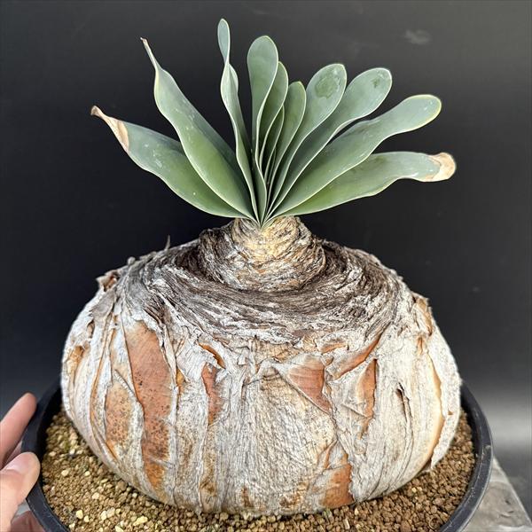 ☆特価☆コーデックス：ブーファン ハエマンソイデス*塊幅22cm